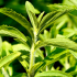 Stevia - Eine Alternative für Kampfsportler?